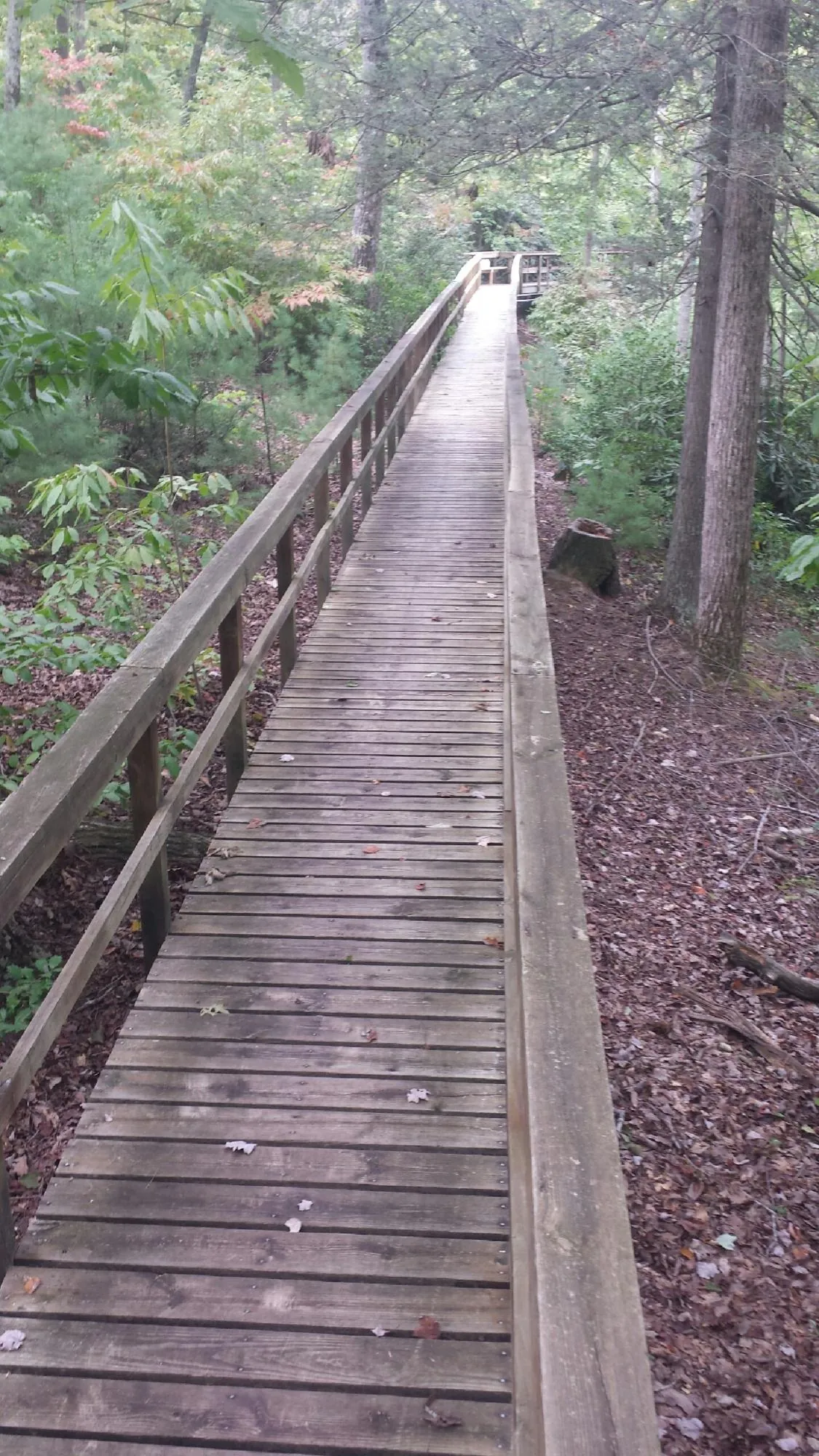 Long wood walkway with handrails built through the woods in Westminster